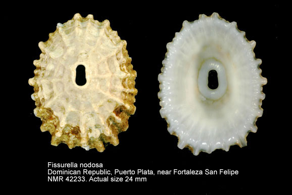 Fissurella nodosa.jpg - Fissurella nodosa(Born,1778)